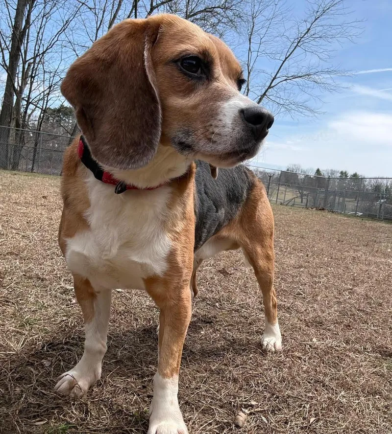 An adult medium-sized male Tricolor (Brown, Black, & White) Beagle dog named Dino for adoption in Stoughton, MA
