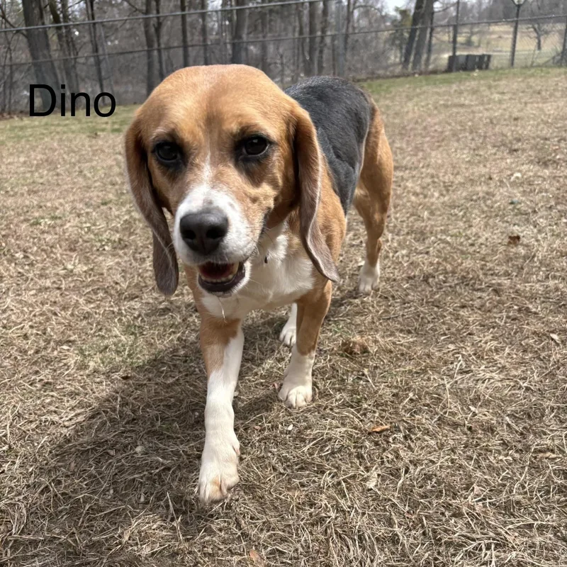 Dino thumbnail 2