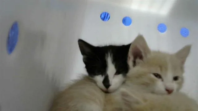 A baby small-sized male Domestic Long Hair cat named Cabbage for adoption in Albuquerque, NM