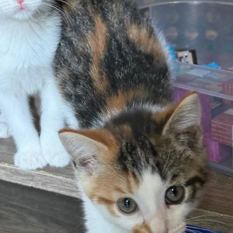 A baby small-sized female Calico Domestic Short Hair cat named Scribbles for adoption in Eaton Rapids, MI