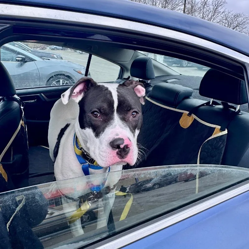 An adult large-sized male Mixed Breed dog named Sir Ian McKellen for adoption in Pittsburgh, PA