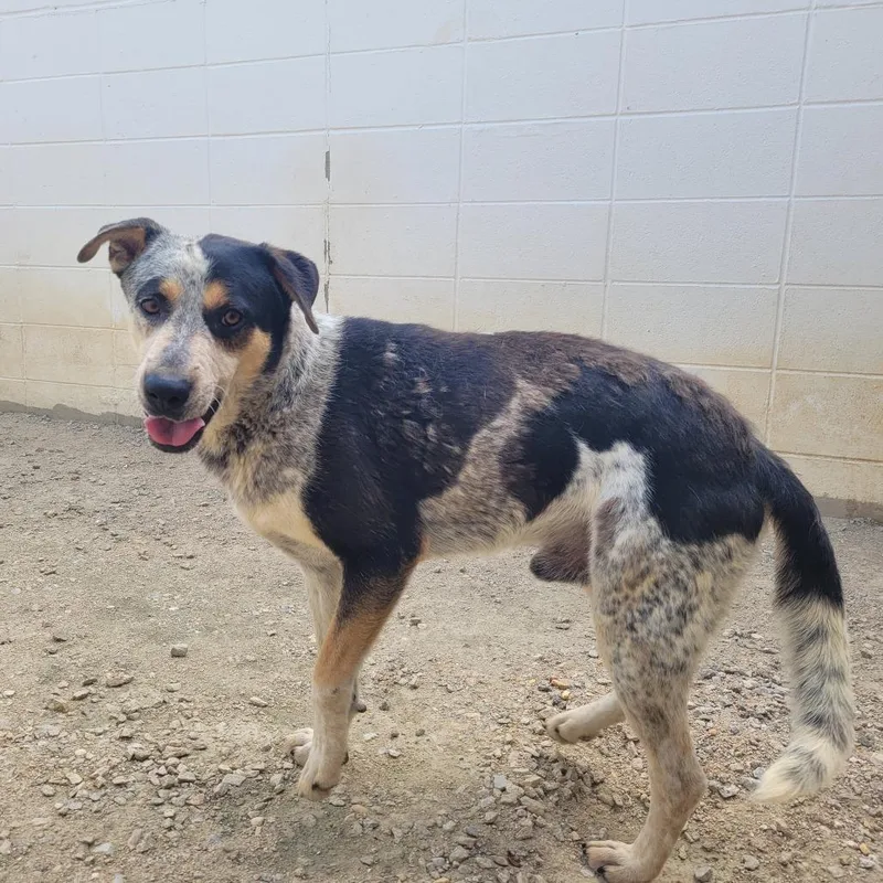 Pongo