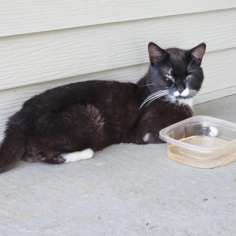 An adult medium-sized male Black Domestic Short Hair cat named Baker for adoption in Rochester, MN