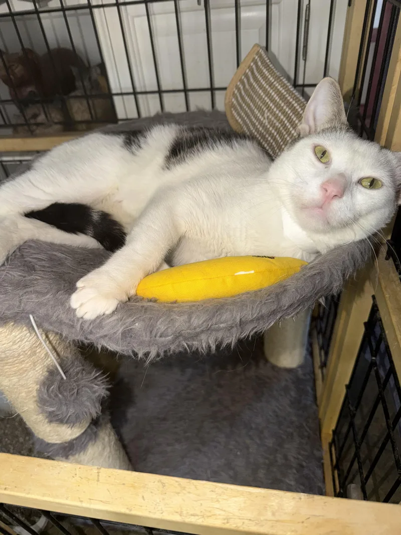 Avocado thumbnail 3