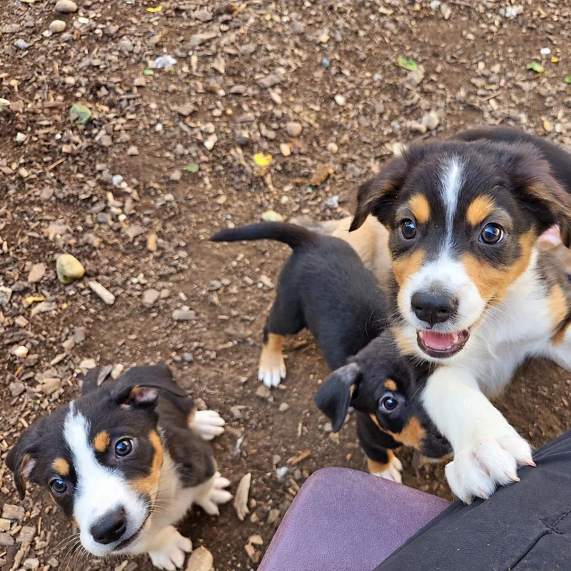 A baby small-sized male Black Australian Shepherd dog named Bosco for adoption in Mundelein, IL