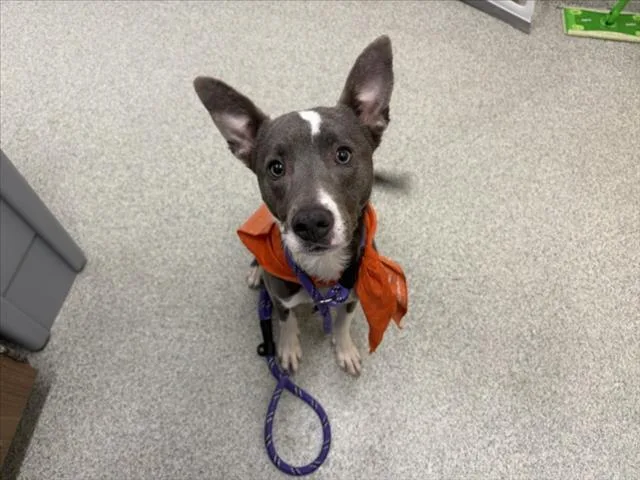 A young small-sized female Pit Bull Terrier dog named Nala for adoption in Loveland, CO