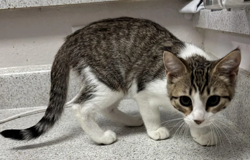 A baby medium-sized female Tabby (Brown / Chocolate) Domestic Short Hair cat named Millie for adoption in Schertz, TX