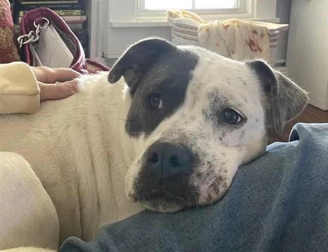 An adult medium-sized female Pit Bull Terrier dog named Lilo for adoption in Oklahoma City, OK