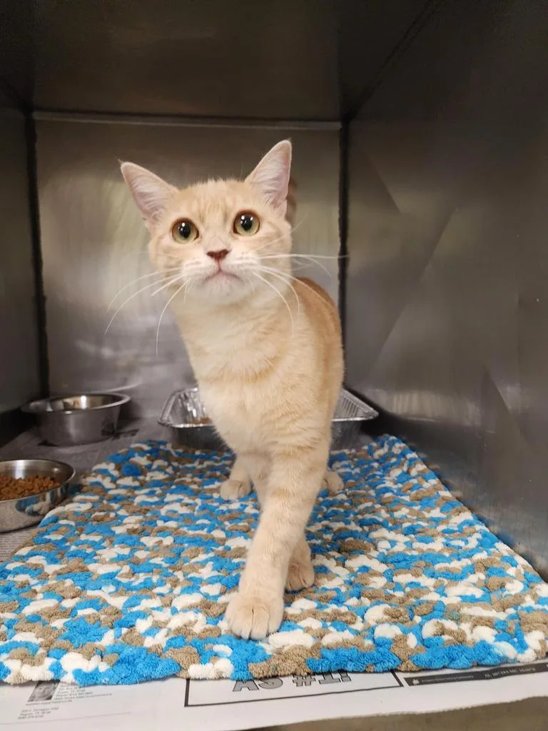 An adult small-sized female Domestic Short Hair cat named Tweak for adoption in New Braunfels, TX