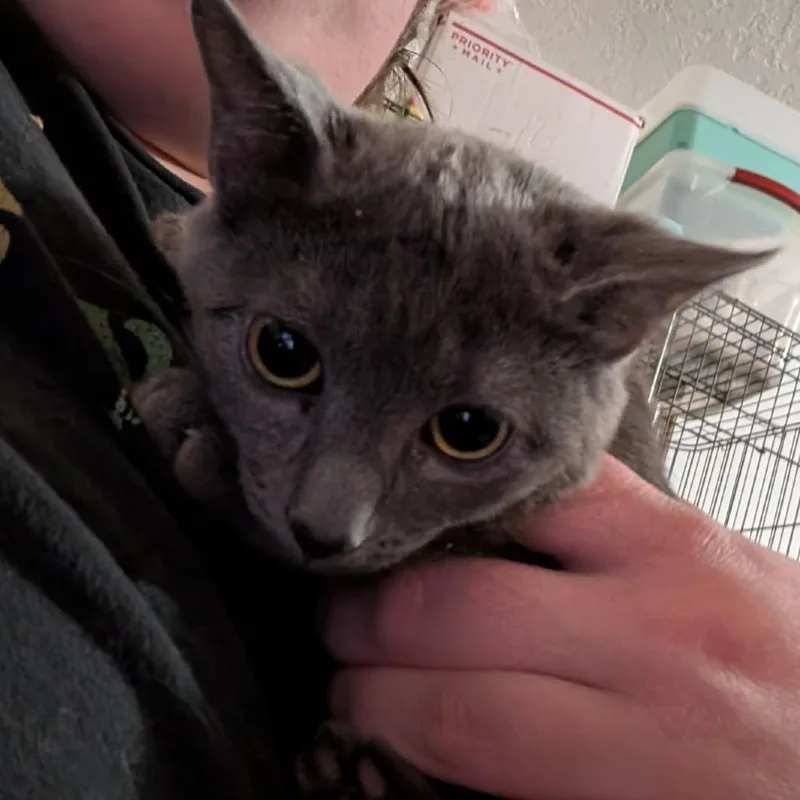 Lark Brinda thumbnail 2