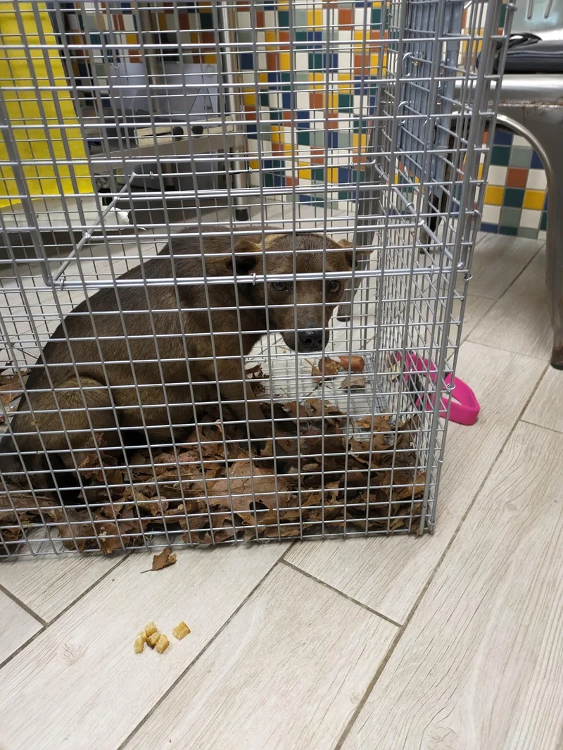 Coco Bunny thumbnail 3