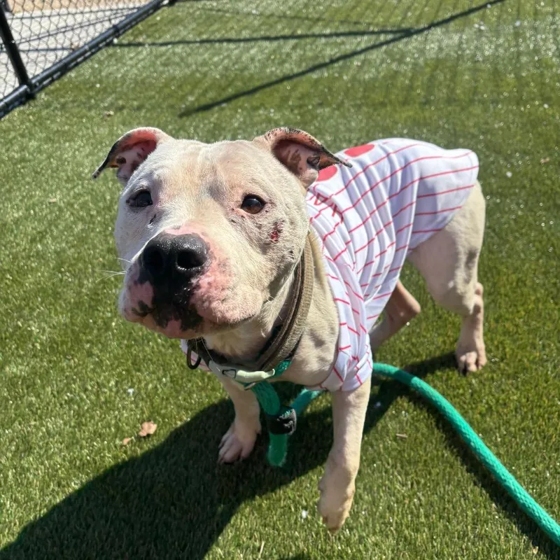 Schwarber thumbnail 2