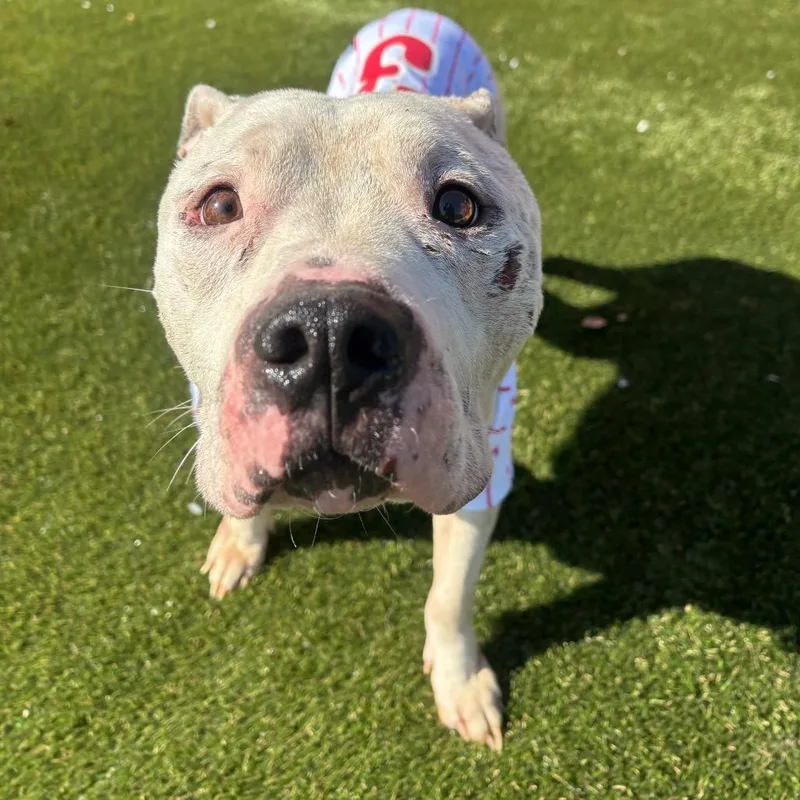 Schwarber thumbnail 3