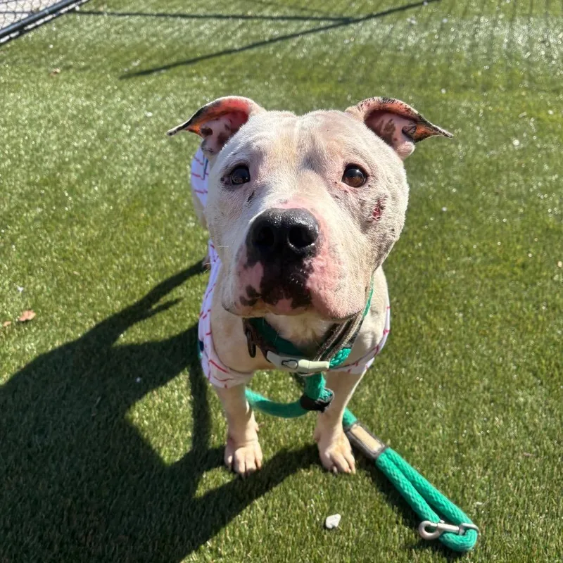 Schwarber thumbnail 5