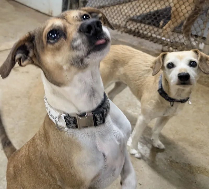 Nola And Loka thumbnail 3