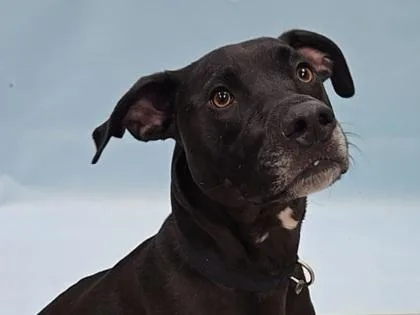 An adult large-sized male Pit Bull Terrier dog named Obsidian for adoption in Coon Rapids, MN