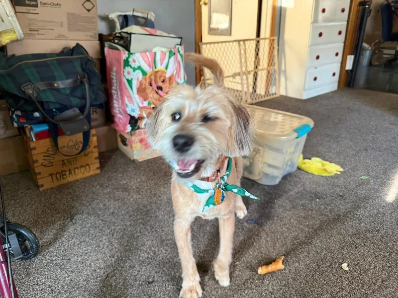 A young medium-sized male Apricot / Beige Wheaten Terrier dog named Peanut for adoption in Hillsboro, OH