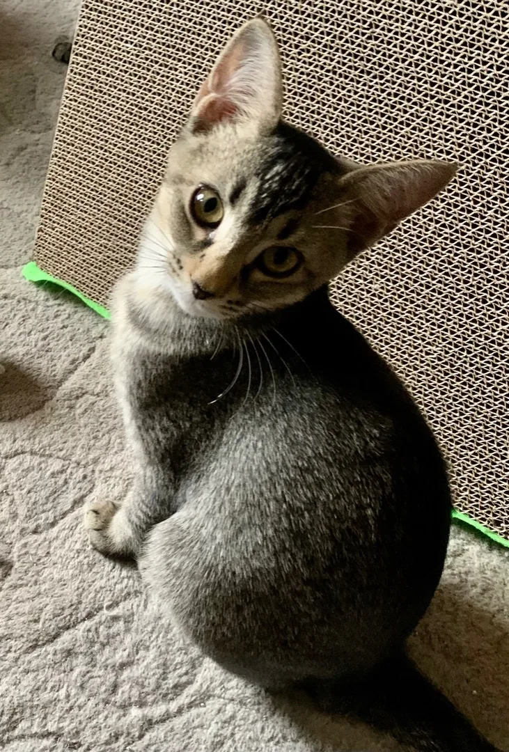 Cha Cha Cha thumbnail 2