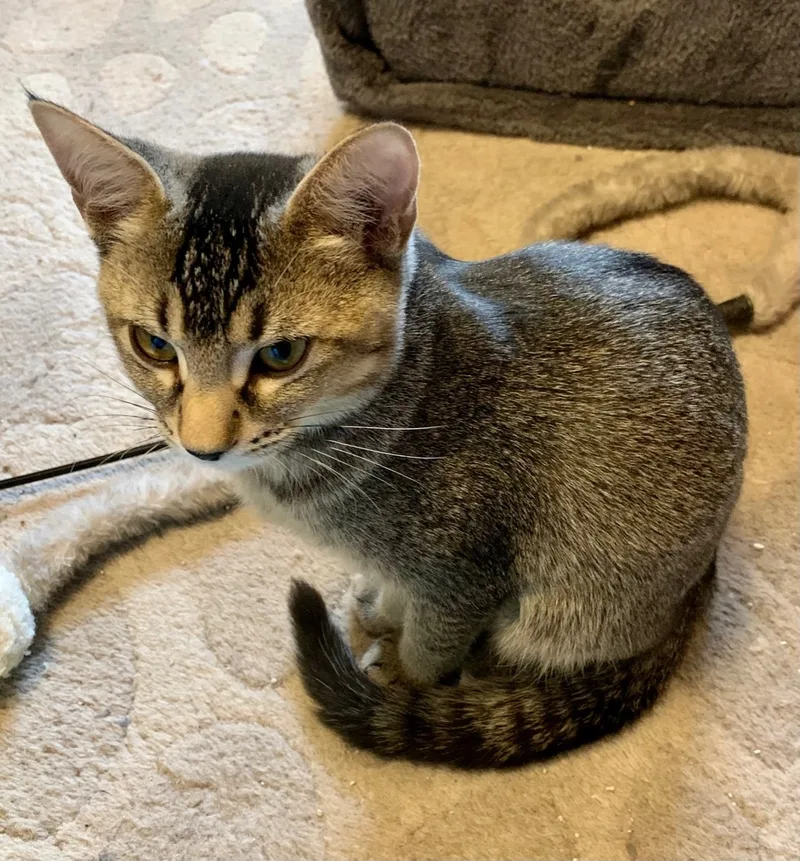 Cha Cha Cha thumbnail 3