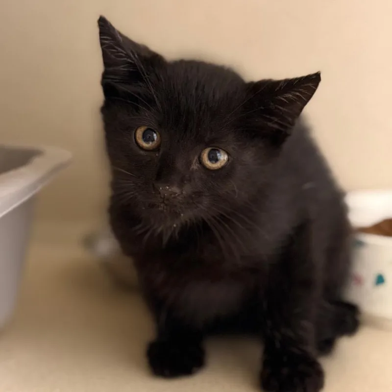A baby small-sized male Domestic Short Hair cat named Archie for adoption in Cumming, GA