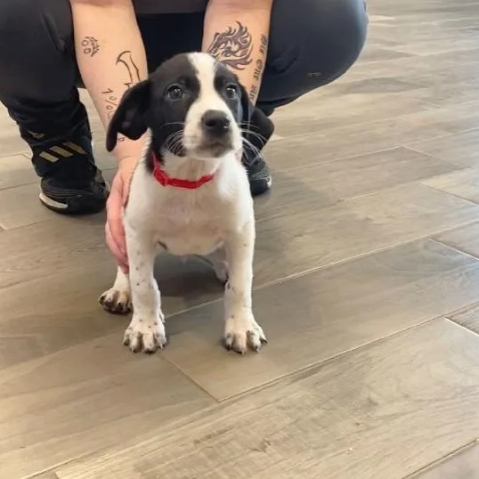 A young medium-sized male Black Australian Cattle Dog / Blue Heeler dog named Han for adoption in Nevada, MO