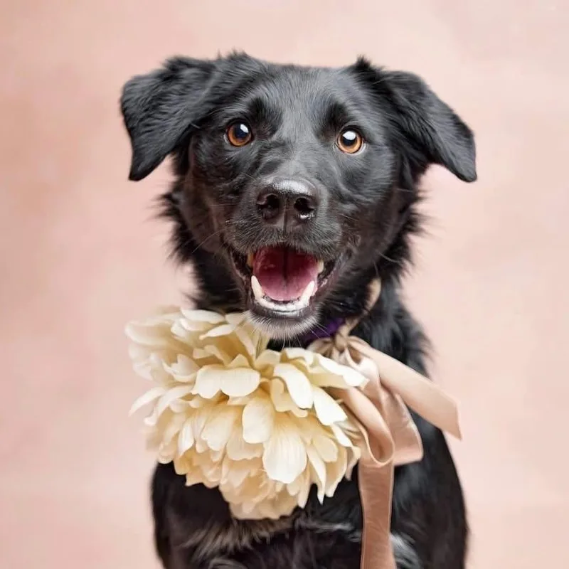 An adult medium-sized female Black Border Collie dog named Betsy Graduate Of Pups for adoption in Springfield, MO