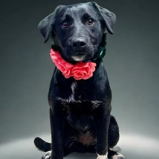 Betsy Graduate Of Pups thumbnail 3