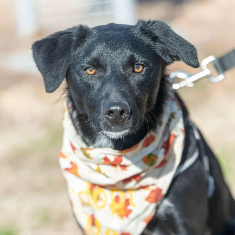 Betsy Graduate Of Pups thumbnail 4