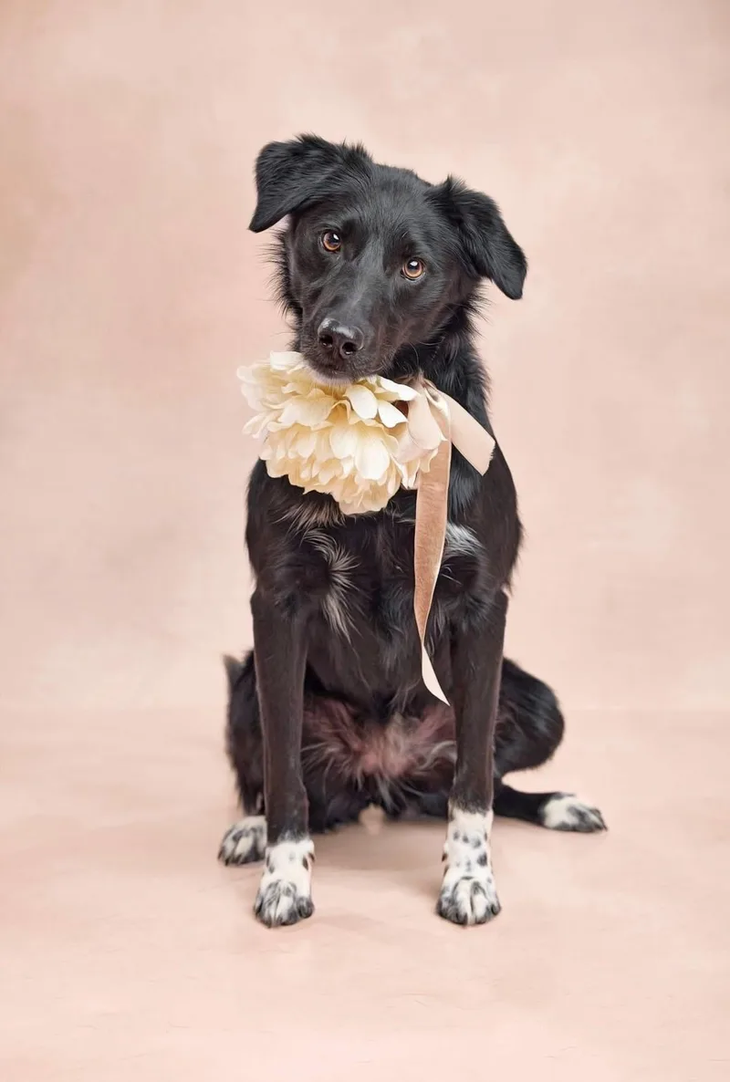 Betsy Graduate Of Pups thumbnail 5