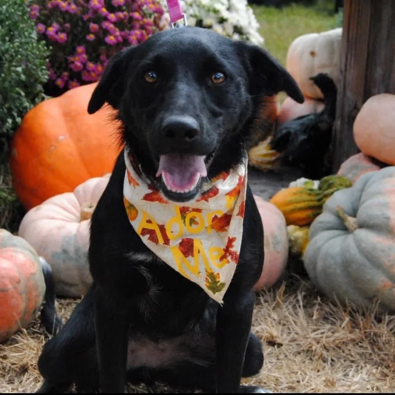 Betsy Graduate Of Pups thumbnail 6