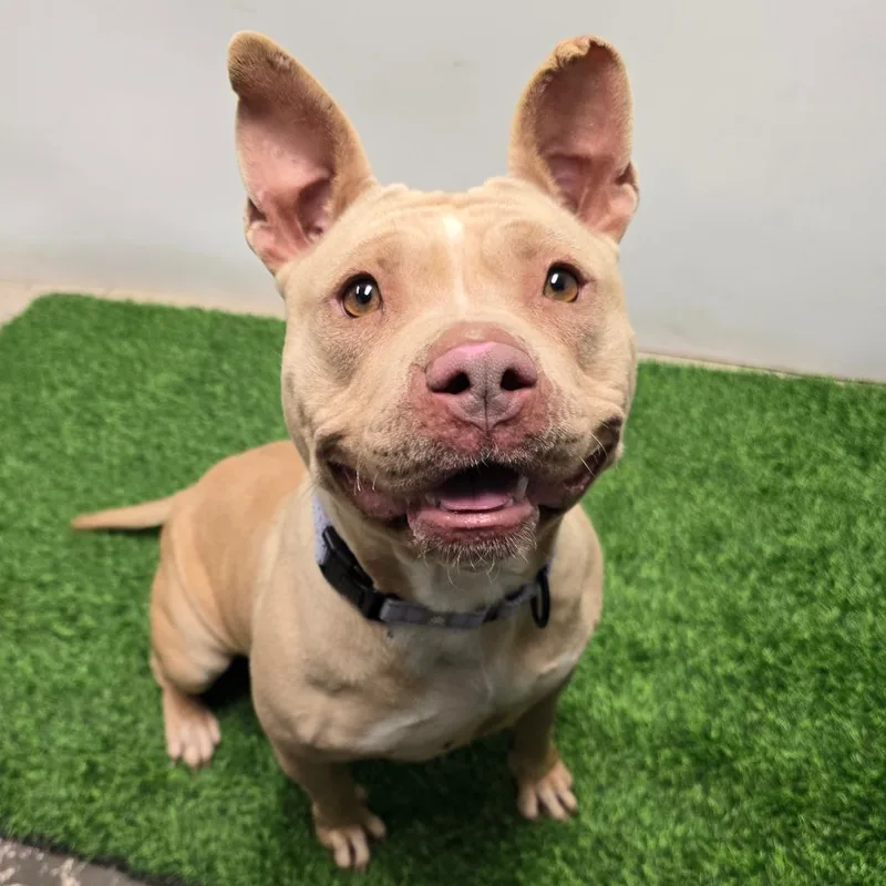 Rolypoly thumbnail 2