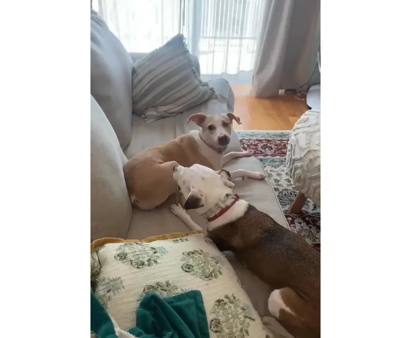 Hollie
