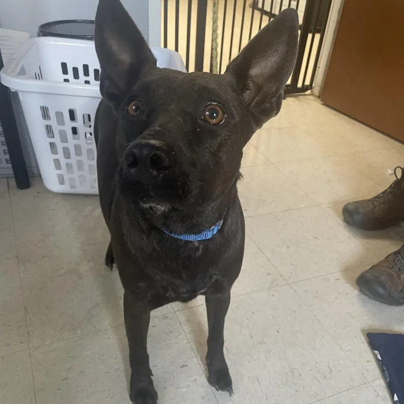 An adult small-sized female Black Terrier dog named Spindle for adoption in Austin, TX