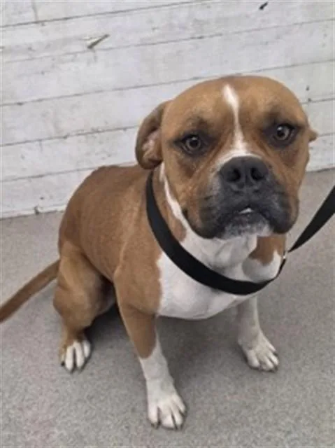 An adult large-sized male Boxer dog named Zeus for adoption in San Bernardino, CA