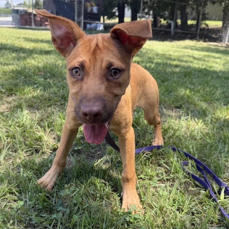 A baby small-sized female Brown / Chocolate Mixed Breed dog named Briar for adoption in Naples, FL