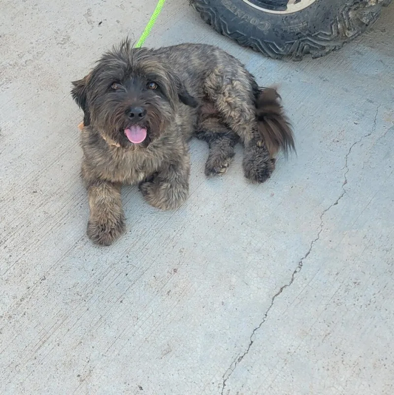 An adult medium-sized female Shih Tzu dog named Juana for adoption in Tucson, AZ