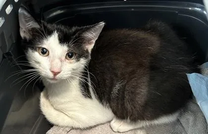 A young small-sized male Domestic Short Hair cat named B Heath PetSmart Summerville for adoption in North Charleston, SC