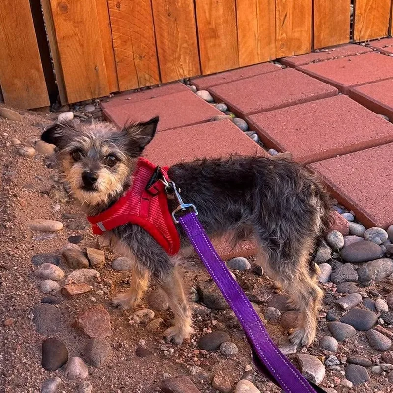 A young small-sized male Yorkshire Terrier dog named Chito for adoption in Estes Park, CO
