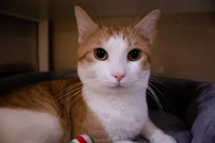 A senior medium-sized male Domestic Short Hair cat named Mellow for adoption in Kansas City, MO