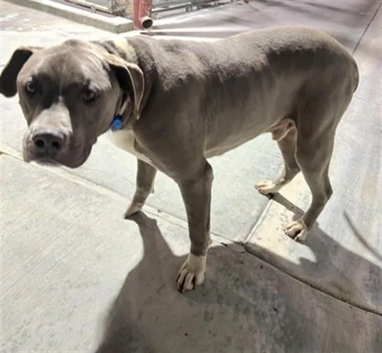 An adult extra large-sized male Pit Bull Terrier dog named Spike for adoption in Lancaster, CA