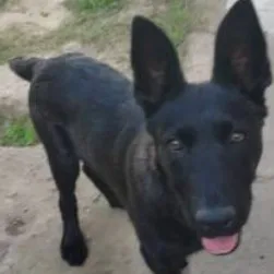 A young small-sized male Black Dutch Shepherd dog named Vader for adoption in San Diego, CA