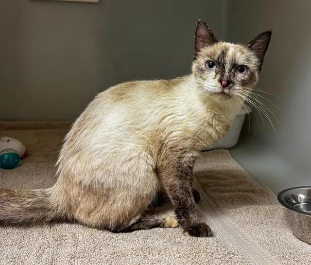 An adult medium-sized female Domestic Short Hair cat named Matcha for adoption in Statesville, NC