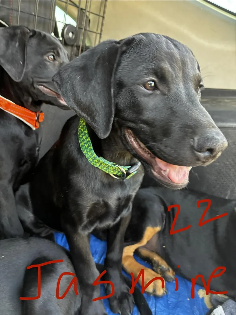 A baby medium-sized female Doberman Pinscher dog named Jasmine for adoption in Phoenix, AZ