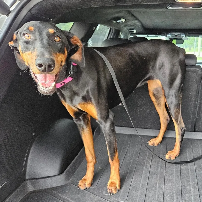 A young medium-sized female Black Doberman Pinscher dog named Emmy for adoption in Corpus Christi, TX