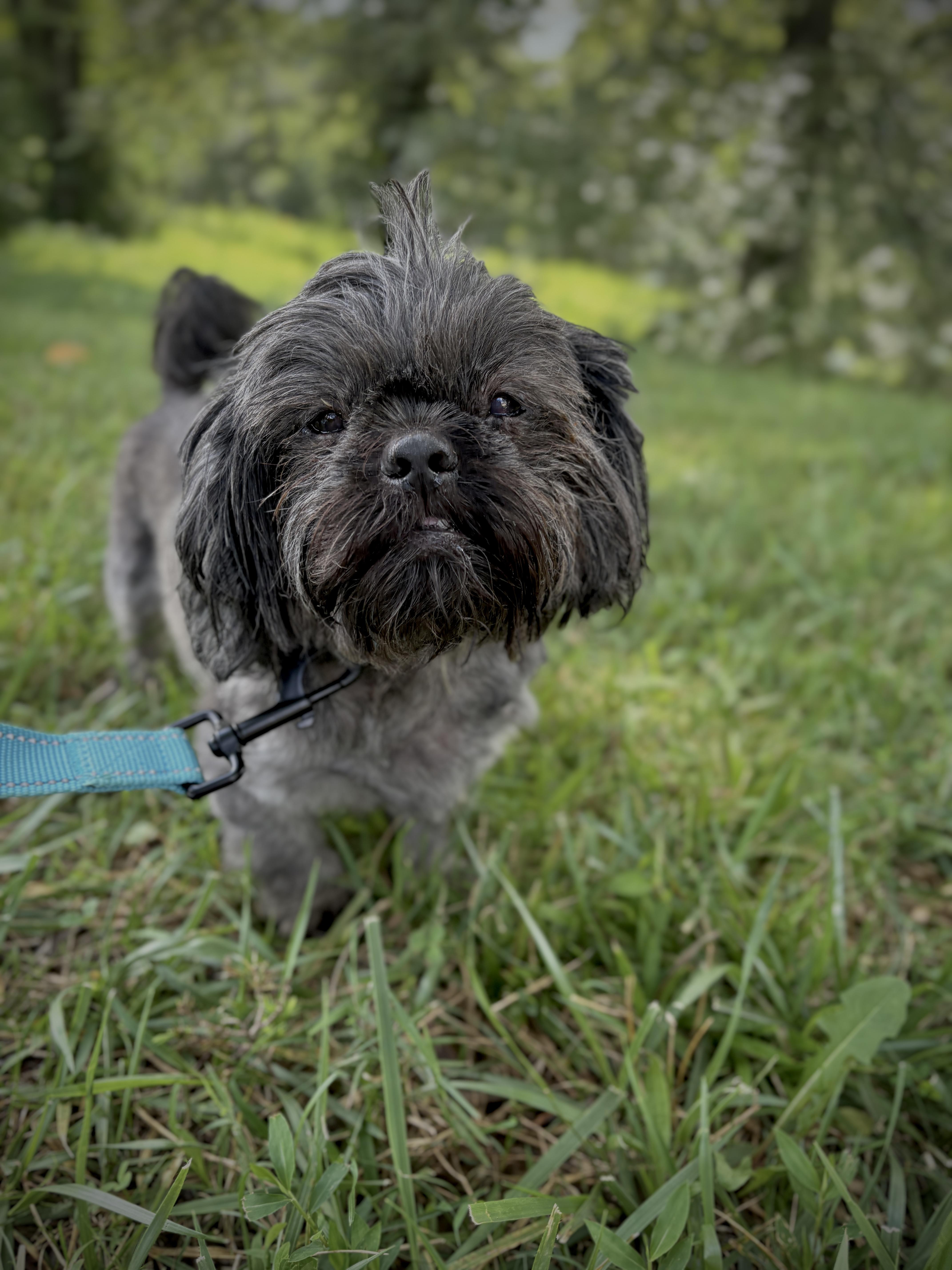 An adult small-sized male Black Shih Tzu dog named Harlan for adoption in Gradyville, KY