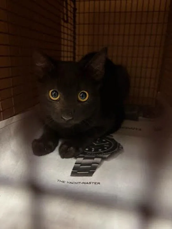 A baby small-sized female Domestic Short Hair cat named English Breakfast for adoption in Austin, TX