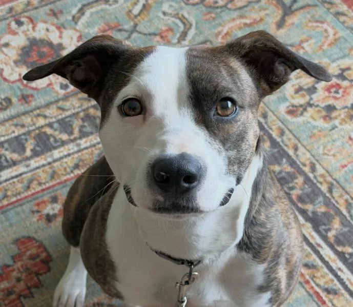Penny
