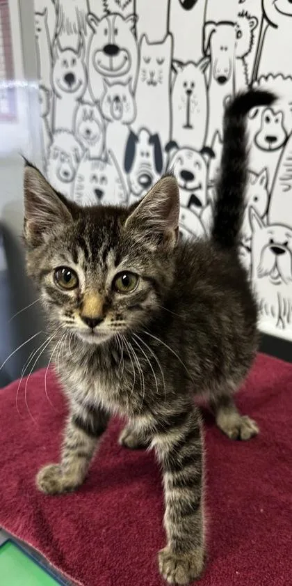 A young small-sized female Domestic Short Hair cat named B Kfc for adoption in North Charleston, SC