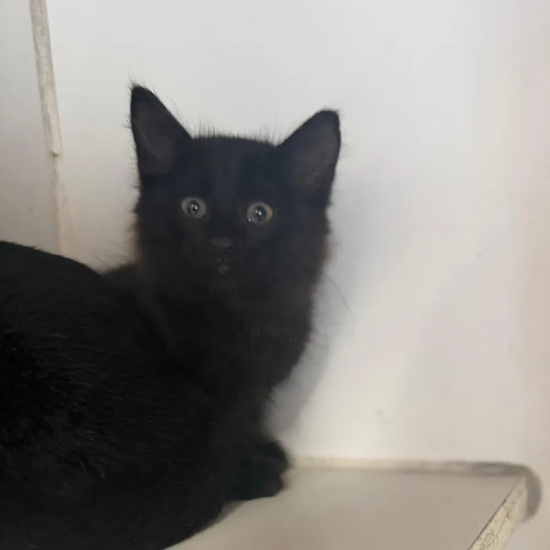 A baby small-sized male Black Domestic Long Hair cat named Thomas for adoption in Starkville, MS