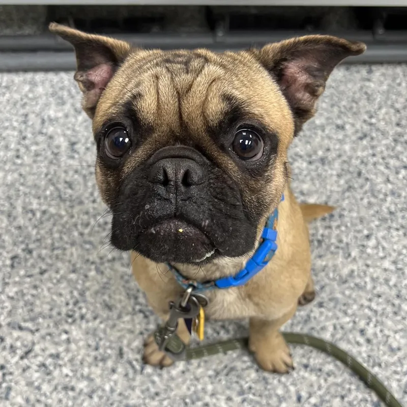 A young small-sized male Apricot / Beige Pug dog named Frijolito for adoption in Chicago, IL